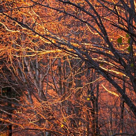 Naturaleza Y Aire Puro En El Pirineo Oriental En Una Bonita Casa Rural De Piedra 프랏드몰로라프레스테 외부 사진